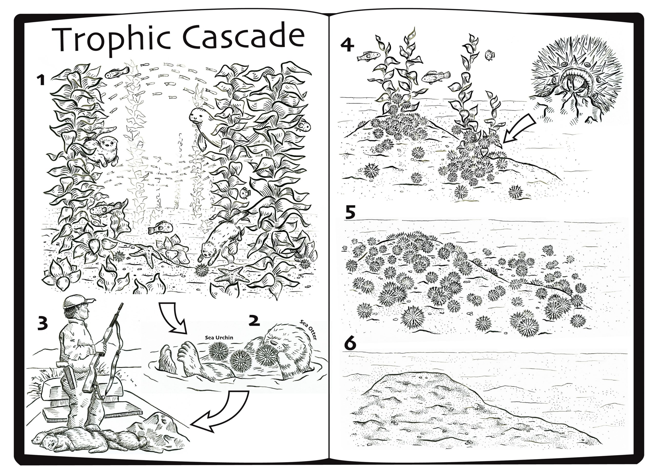 Keystone Species and Trophic Cascades - Science Lessons That Rock