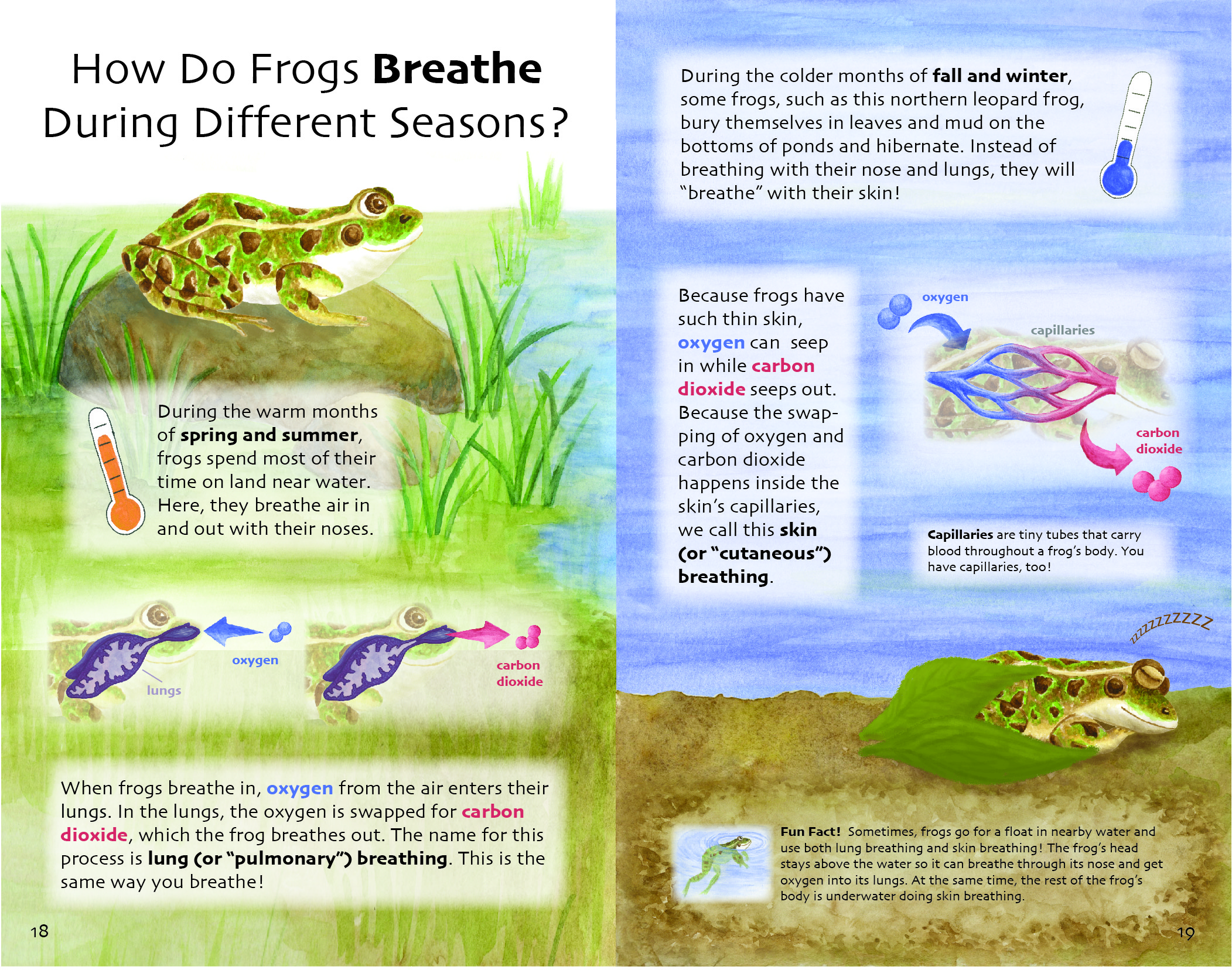 How Do Frogs Breathe During Different Seasons Artsengine