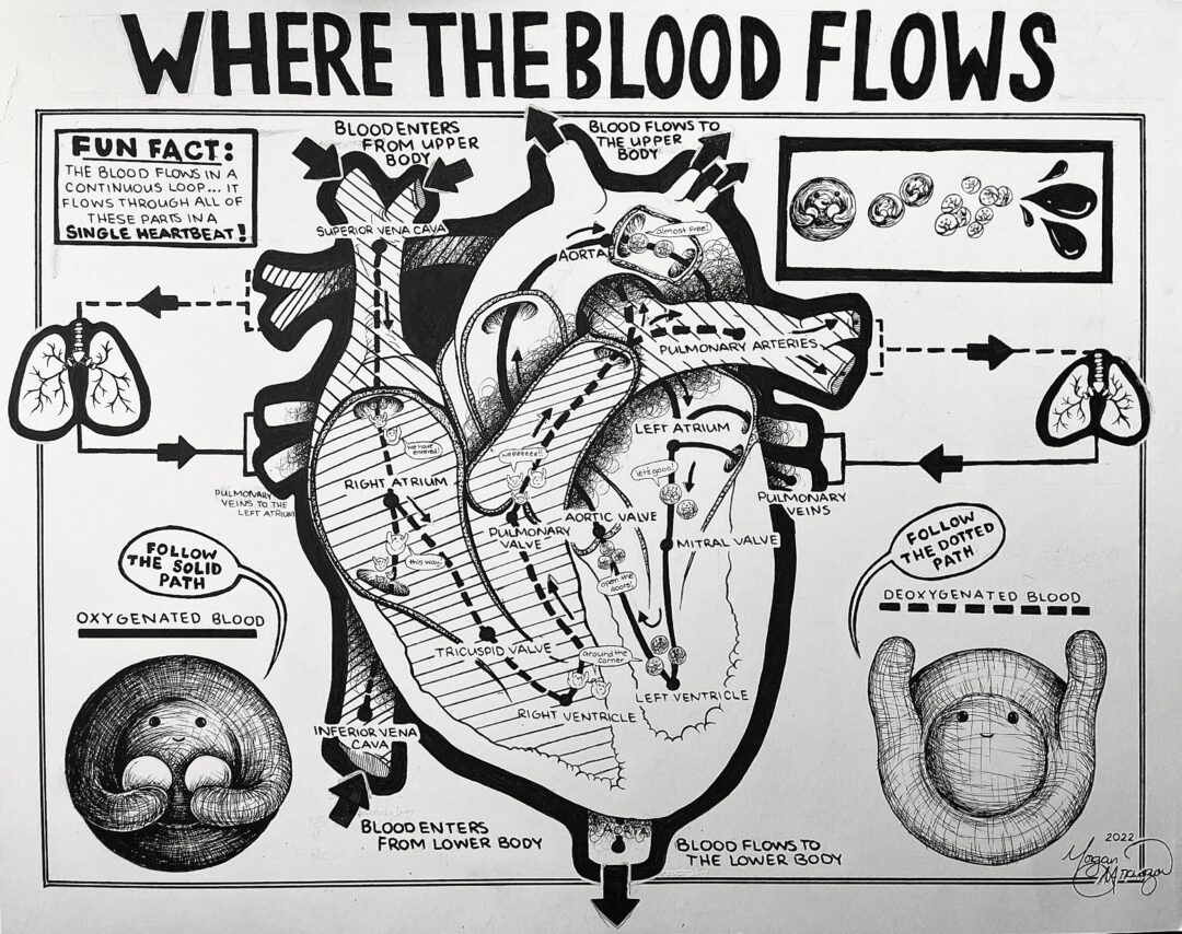 Morgan Granzow artwork of blood flow in heart