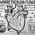 Morgan Granzow artwork of blood flow in heart